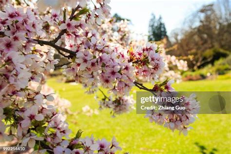 Cambridge Spring Photos And Premium High Res Pictures Getty Images