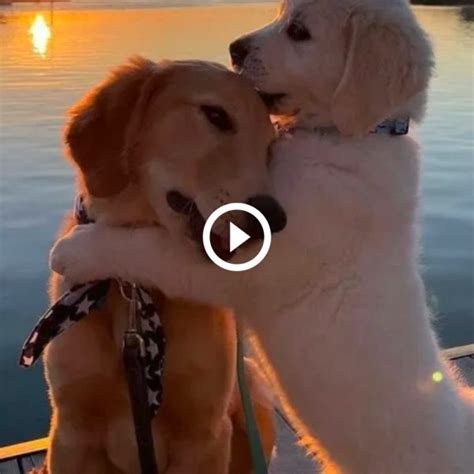 Resilience in Unity: A Touching Story of Two Dogs Finding Comfort in ...