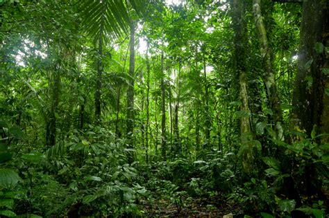 daerah penghasil hutan terbesar  indonesia agriconsultingmaroc
