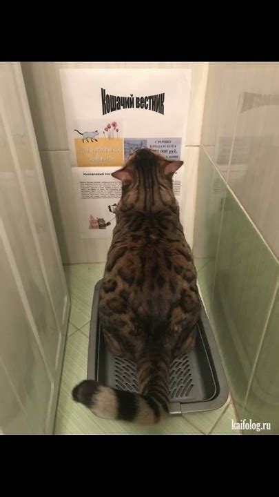 аджара гуджу🐎 - YouTube