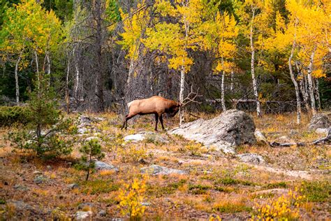 10 Epic National Parks To See Wildlife Everything You Need To Know