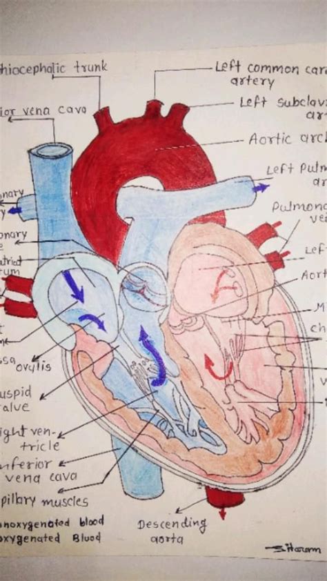 My diagram human heart – Artofit