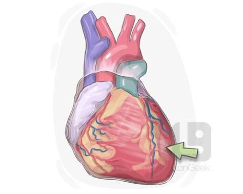 Definition And Meaning Of Left Ventricle Langeek