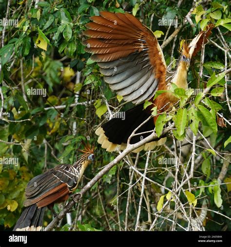 Canje Pheasant Hi Res Stock Photography And Images Alamy