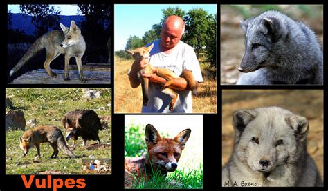 Foto Natura Huesca 2 Vulpes