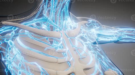 Quantos Quilômetros De Vasos Sanguíneos Tem No Corpo Humano Aproximadamente