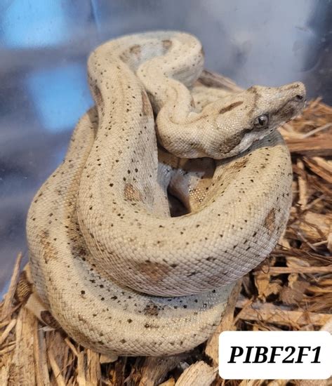 Pure Pearl Island Boas Pearl Island Boa Constrictor By Calhoun Reptiles