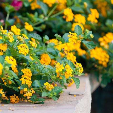 New Gold Trailing Lantana Plants Express