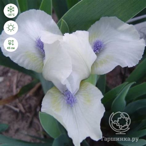 Ирис карликовый Стар оф Африка купить в Москве по низкой цене ...
