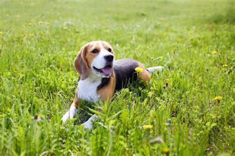 Mon chien mange de l herbe est ce dangereux pour sa santé