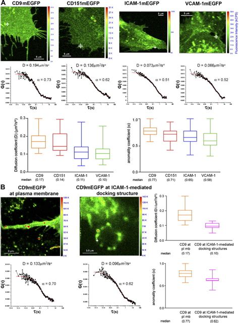 Eap Component Diffusion At Nude Membrane And Docking Structures A