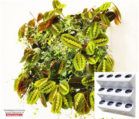 Фитомодуль 60х60 см закрытого типа от производителя BOXSAND. Каталог ...