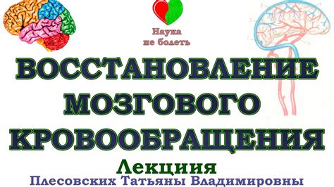 КАК ВОССТАНОВИТЬ МОЗГОВОЕ КРОВООБРАЩЕНИЕ -||- МОЗГОВОЕ КРОВООБРАЩЕНИЕ ...