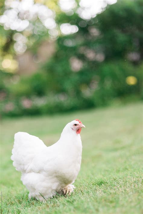 "Free Ranging Chicken" by Stocksy Contributor "Melissa Ross" - Stocksy