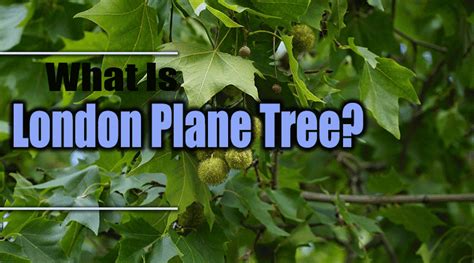 what are the features of London Plane Tree? - Farmer Planting