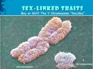 Sex Linked Traits Ppt