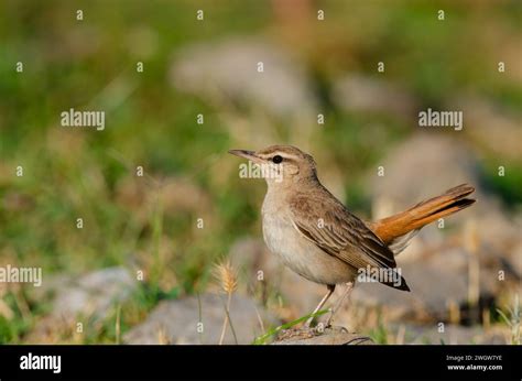 rufous tailed scrub robin  stone cercotrichas galactotes stock photo