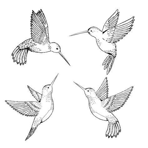 Set hummingbirds. Sketch pencil. Drawing by hand. 2302586 Vector Art at ...