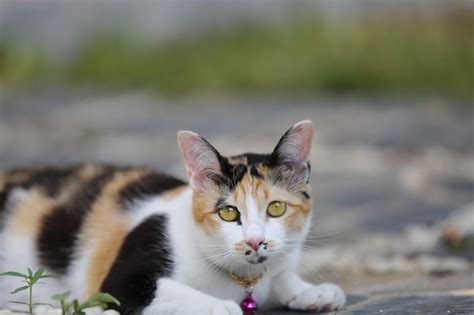 Premium Photo | Cat