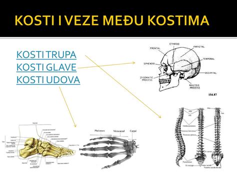 Ppt Kosti Biologija 8 Powerpoint Presentation Free Download Id3919862