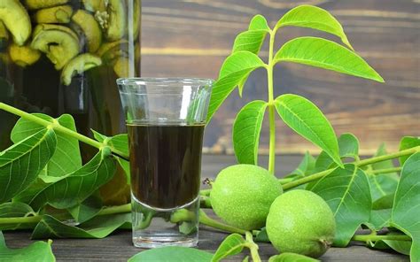 Настойка на зеленых грецких орехах: 2 простых рецепта, полезные ...