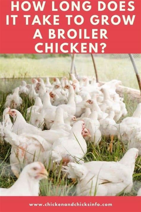 how long does it take a chicken to grow