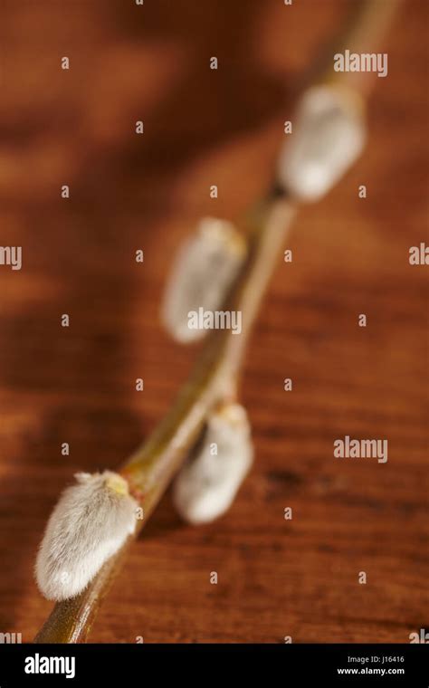 Pussy Willow Branches Closeup Stock Photo Alamy