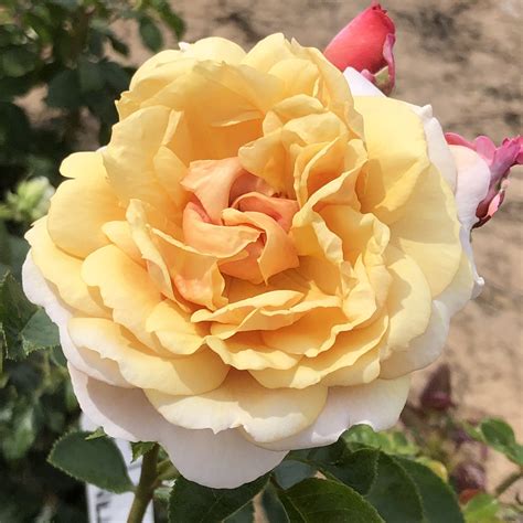 Fond Farewell Rose | Two Tone Floribunda | FragrantRoseCo