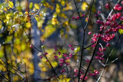 Naked Autumn Trees With Few Red Leaves Stock Image Image Of Leaves Fall
