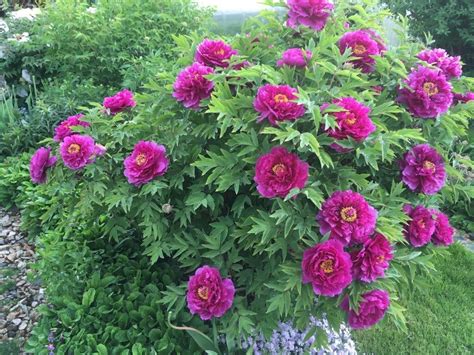 Пион древовидный семена пиона: показываю как интересно выглядят | Есть ...