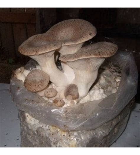 Thanvi Shroomness King Oyster Mushroom Spawn Seeds 350 Grams