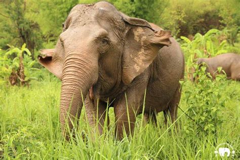 Life Story Of Srinuan ศรีนวล Elephant Nature Park