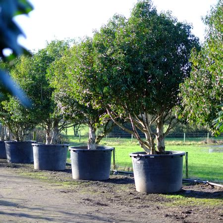 evergreen trees order plants  tendercare uk tendercare