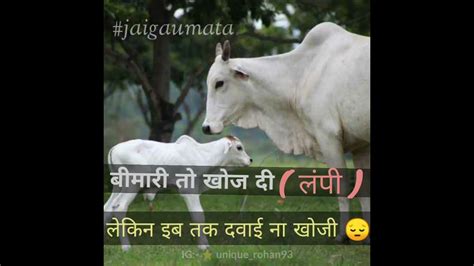 Gau Mata Status😌 Gaumatasadstatus Lampivirus लंपीvirus Safeit