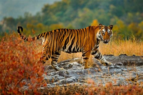 bengal tiger bandhavgarh national park madhya pradesh india art wolfe