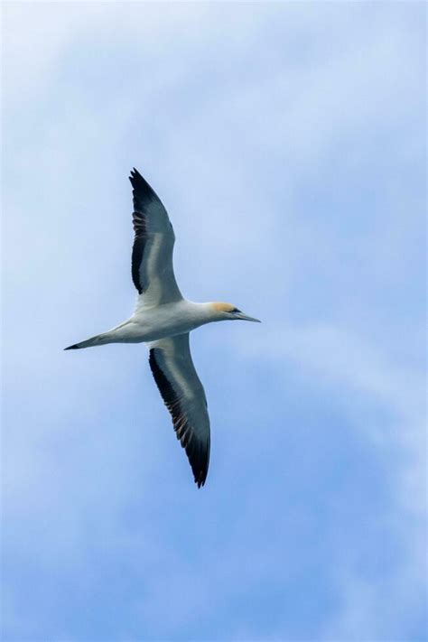 Australasian Gannet In Australasia 24736968 Stock Photo At Vecteezy