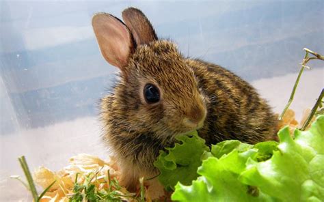 Чем кормить кроликов в домашних условиях