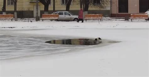 Au P Ril De Sa Vie Un Homme A Sauv Un Chien Qui Se Noy It Dans Un