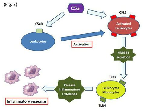 role  ca   positive feedback inflammatory circuit