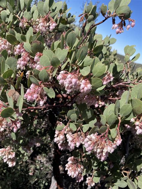 Pringle S Manzanita From Cleveland National Forest Mount Laguna CA