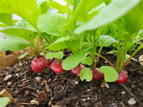 How To Harvest Radish Seeds Storables