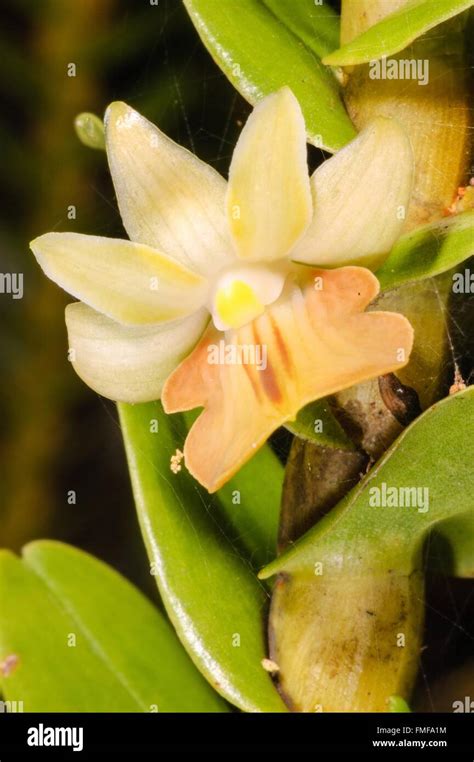 Forest Orchid Thte Scientific Name Dendrobium Ellipsophyllum In