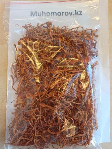 Кордицепс милитарис (Cordyceps militaris) - Muhomorov.kz - Мухомор ...