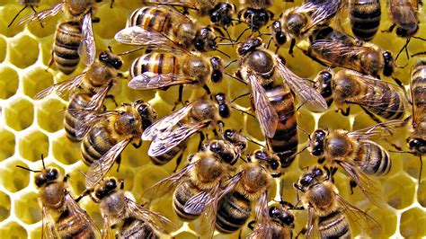 facts  bees factsnet