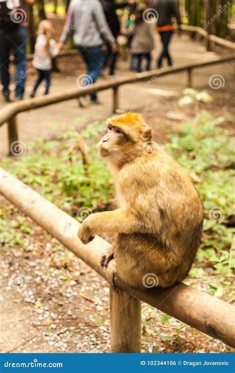 Monkey Looking Around In Salemgermany Editorial Photo Image Of Park