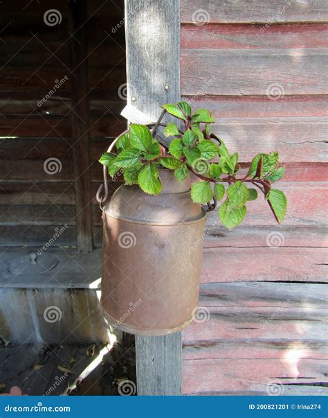 Mint Plant in Rusty Jar Hanging Outside of Outback Wooden Toilet. Stock