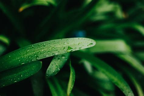 1280x720 Resolution Green Linear Leafed Plant Plants Nature Depth