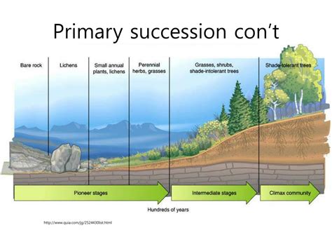 Ppt Ecological Succession Powerpoint Presentation Free Download Id