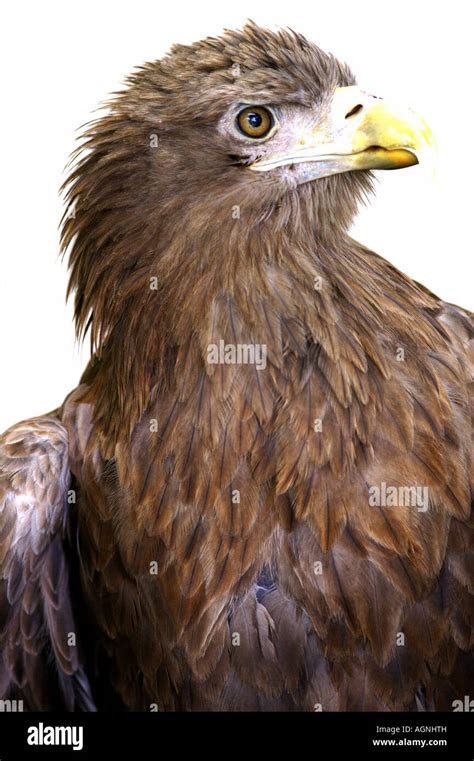 white tailed eagle stock photo alamy