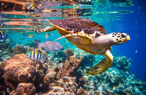 корали | Обекти